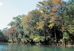 Riparian Hardwood Hammock. Photo by Richard T. Bryant. Email richard_t_bryant@mindspring.com